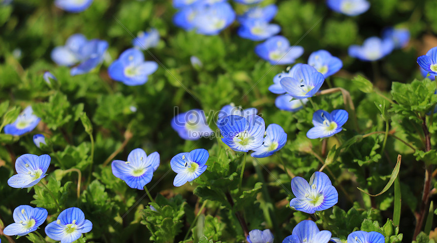 Photo de Petite Fleur Sauvage Bleue, printemps, fleur, gros pétale Photo  images free download - Lovepik | 500837148