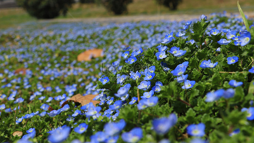 Pequeñas Flores Silvestres Azules En La Pradera De Primavera Foto |  Descarga Gratuita HD Imagen de Foto - Lovepik