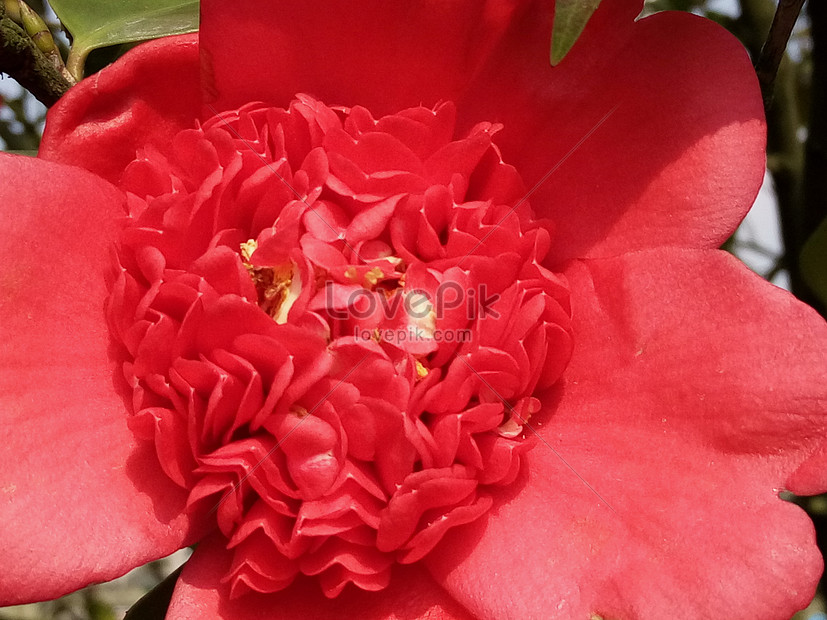 春が咲く赤い花イメージ 写真 Id Prf画像フォーマットjpg Jp Lovepik Com
