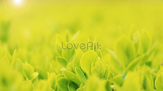 150000 Green Wallpaper Hd Photos Free Download Lovepik Com