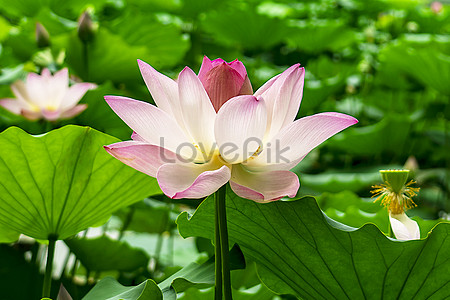 Lotus flower in summer photo image_picture free download 500466377 ...