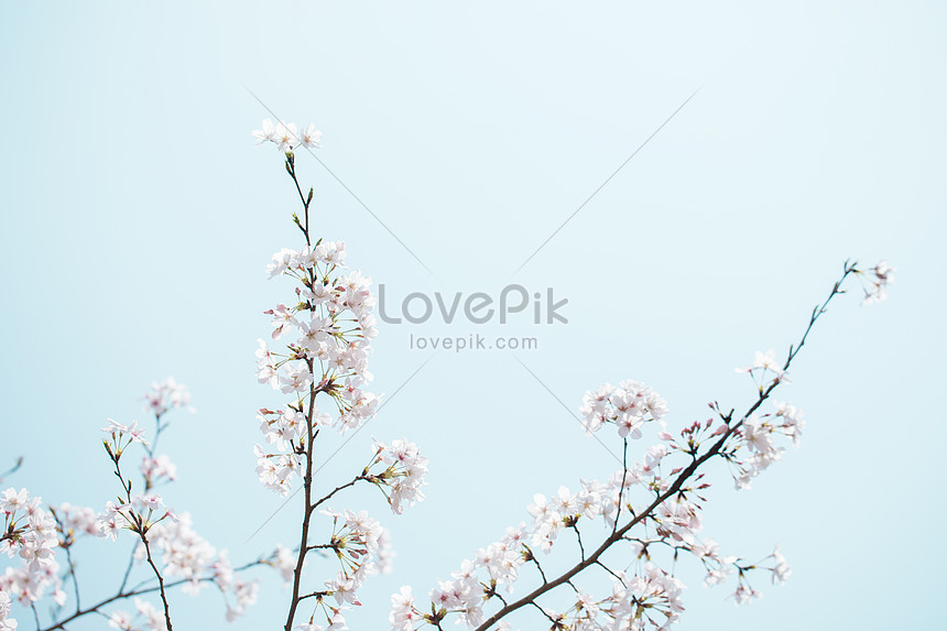 7000 Gambar Bunga Sakura Sederhana  Paling Baru Gambar  ID