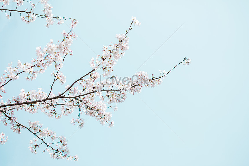 7000 Gambar Bunga Sakura Sederhana  Paling Baru Gambar  ID