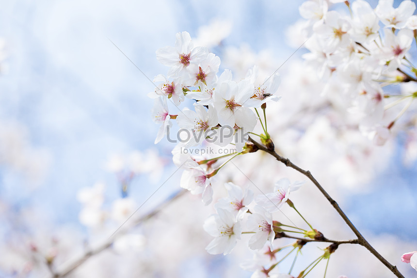 Bunga Sakura Sederhana Gambar Unduh Gratis Foto 500859857 Format