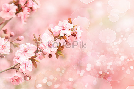 Cherry blossom aesthetic background creative image_picture free ...