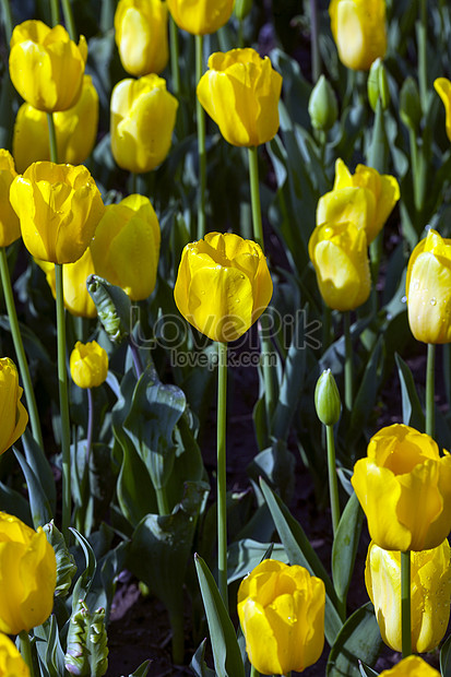 Bunga Tulip Nasional Belanda Gambar Unduh Gratis Foto 500863193 Format Gambar Jpg Lovepik Com