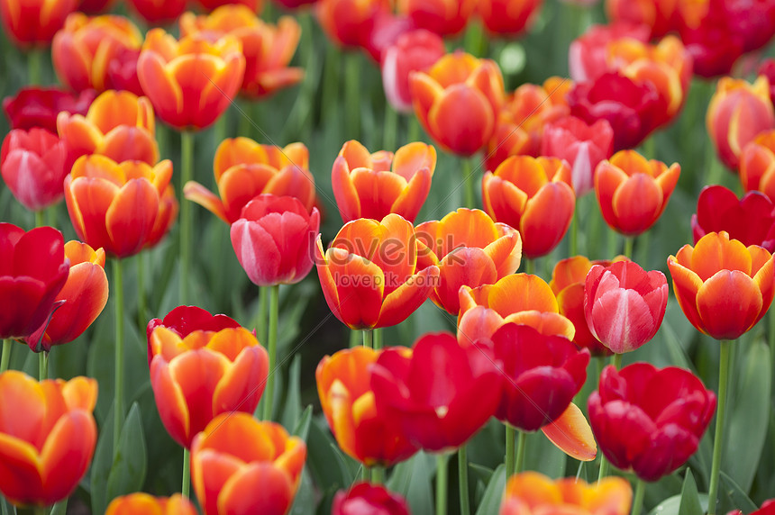 Bunga Tulip Nasional Belanda Gambar Unduh Gratis Foto 500863406 Format Gambar Jpg Lovepik Com