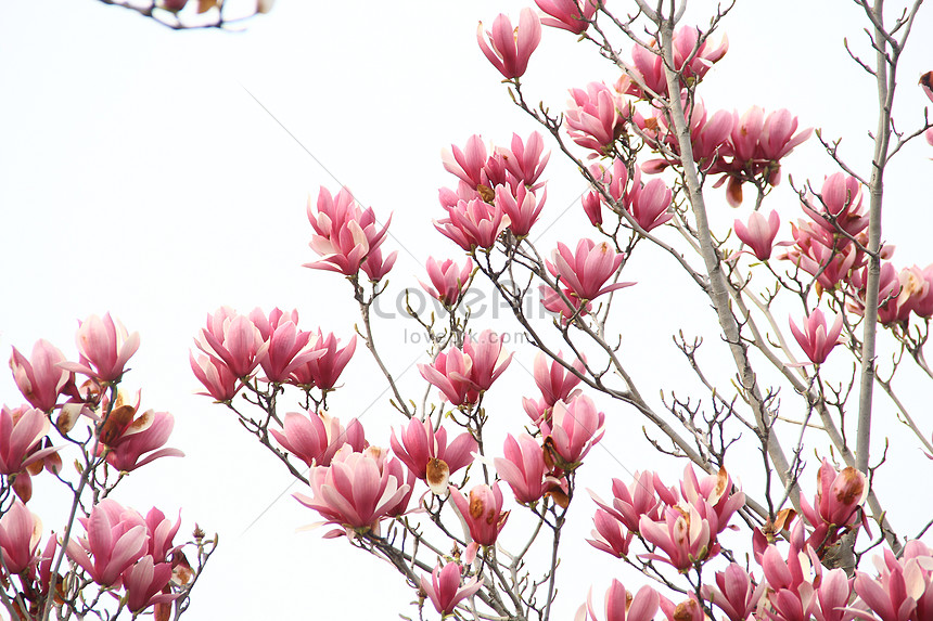 春のピンクのマグノリアの花イメージ 写真 Id Prf画像フォーマットjpg Jp Lovepik Com