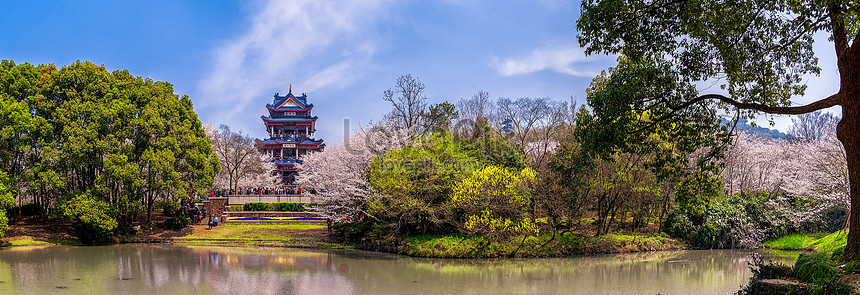 Pemandangan Indah Lembah Bunga Sakura Romantis Di Shantou