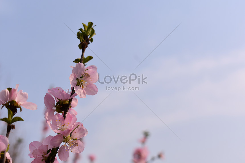 Peach Blossom Picture And HD Photos | Free Download On Lovepik