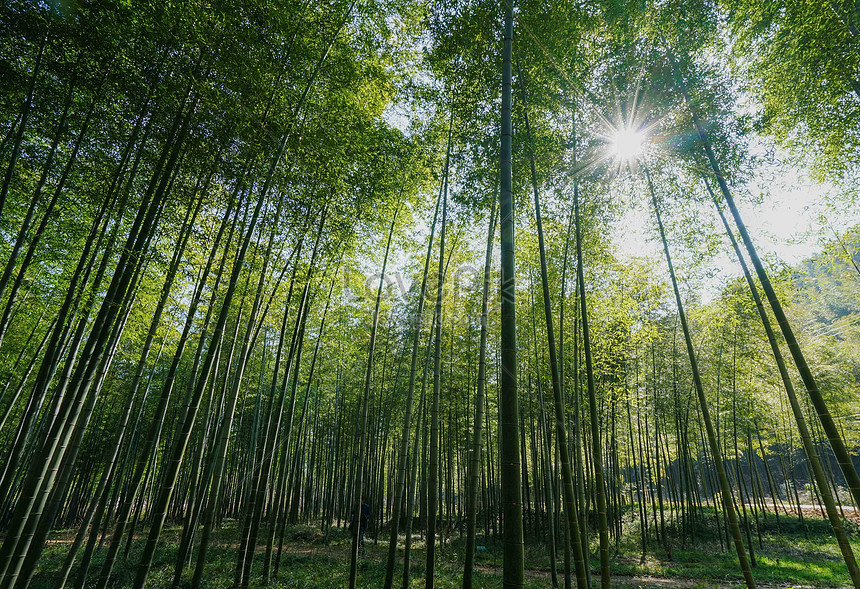 대나무 숲 사진 무료 다운로드 - Lovepik
