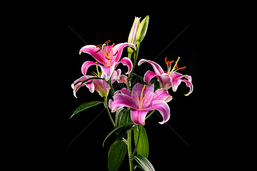 黒の背景にユリの花イメージ 写真 Id Prf画像フォーマットjpg Jp Lovepik Com