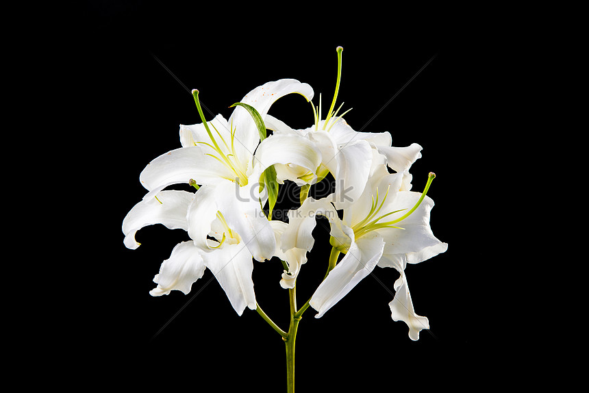 黒の背景にユリの花イメージ 写真 Id Prf画像フォーマットjpg Jp Lovepik Com