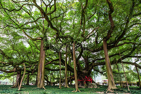 5,864 Banyan Leaf Tree Stock Photos - Free & Royalty-Free Stock Photos from  Dreamstime