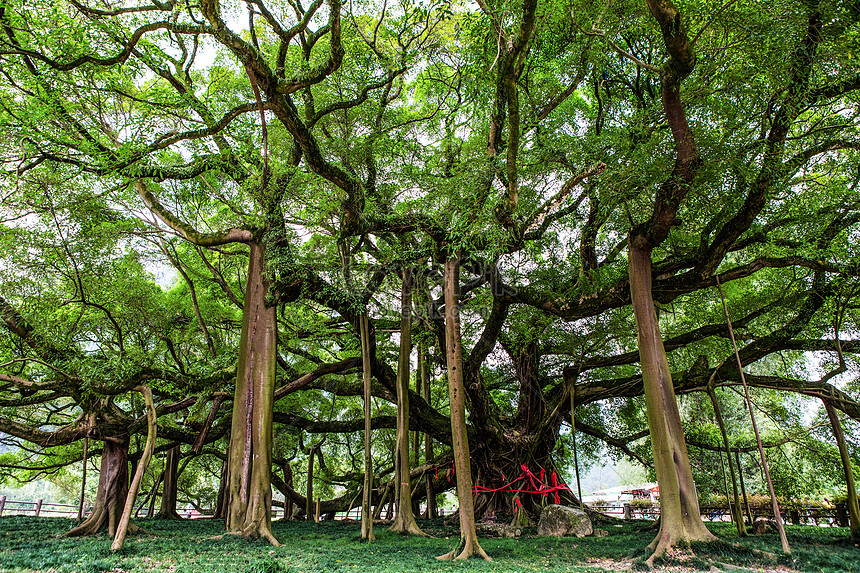 Gran árbol De Higuera | Descarga Gratuita HD Imagen de fotografía - Lovepik