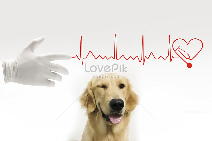 Hình Nền Bác Sĩ Thú Cưng Tải Về Miễn Phí, Hình ảnh bác sĩ thú y, thú y, thú  nuôi Sáng Tạo Từ Lovepik