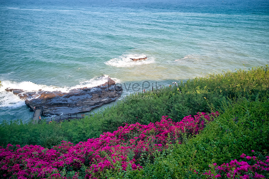 鮮やかな花と鮮やかな花と海辺の羽ばたき波イメージ 写真 Id Prf画像フォーマットjpg Jp Lovepik Com