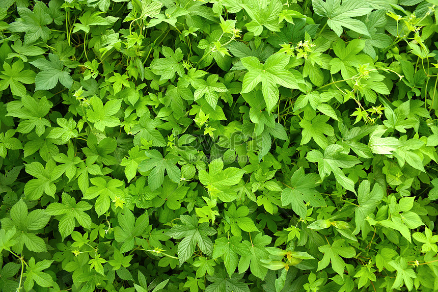 緑の植物の背景素材 写真素材フリー 緑の植物の背景 緑の素材 植物の背景素材 画像無料ダウンロード Lovepik