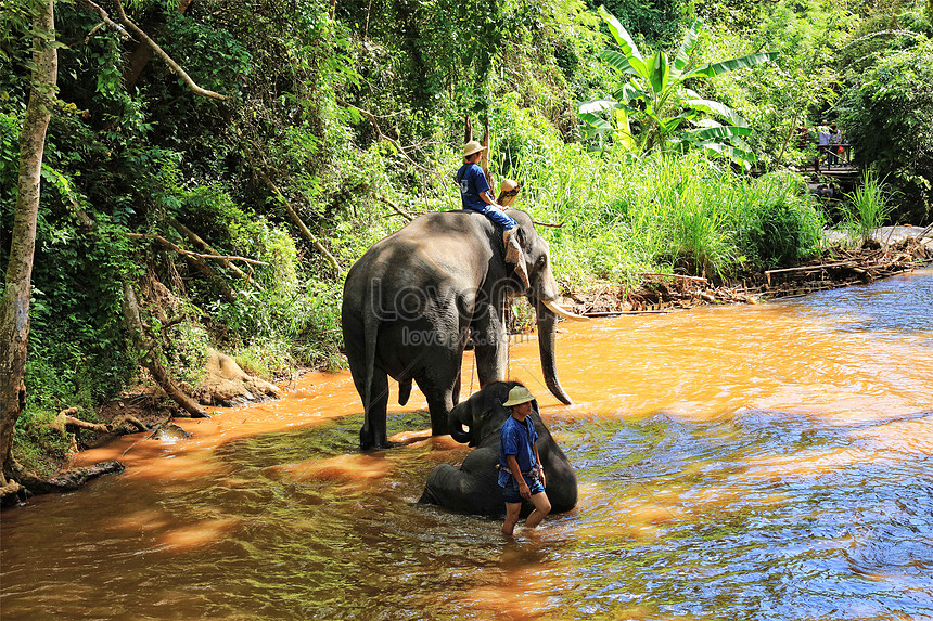 Unduh 97 Koleksi Gambar Gajah Thailand Keren 