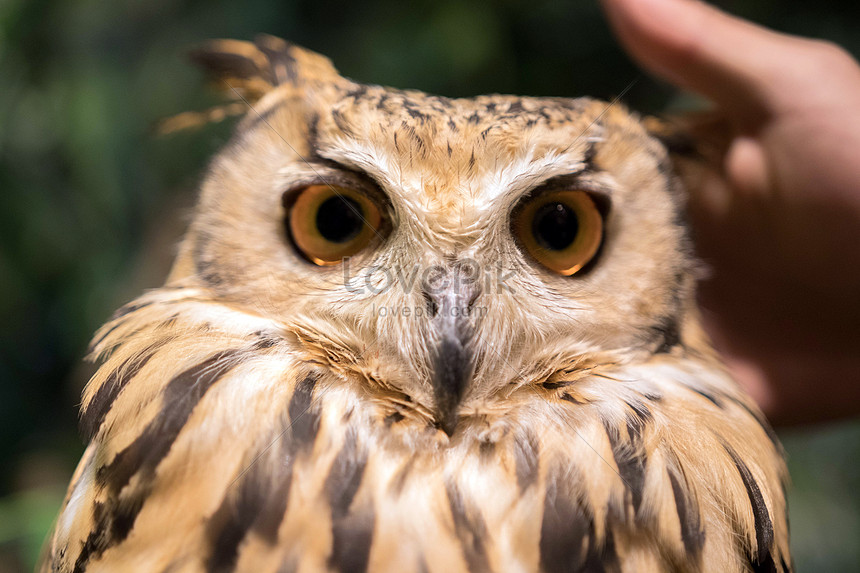 46 Koleksi Gambar Burung Hantu Owl HD Terbaik