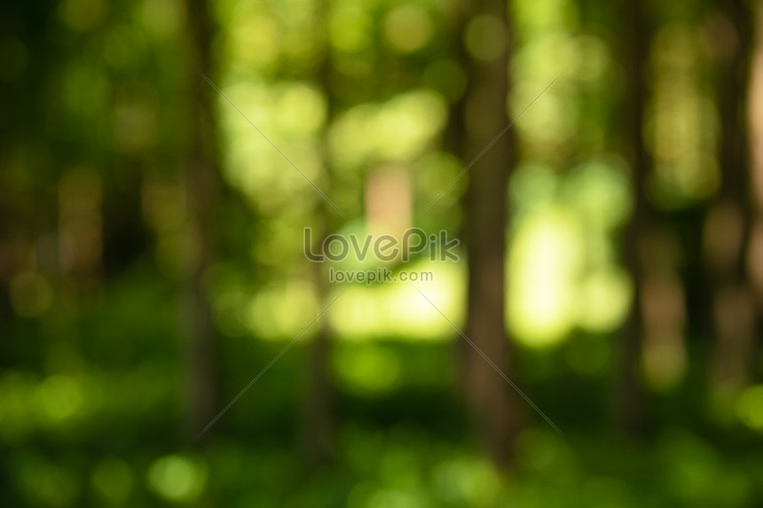 森の背景をぼかしイメージ 写真 Id Prf画像フォーマットjpg Jp Lovepik Com