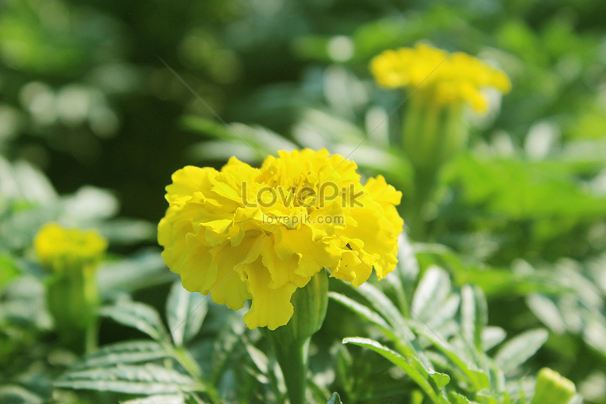 Bunga Anyelir Kuning Gambar Unduh Gratis Foto 501018816 Format Gambar Jpg Lovepik Com