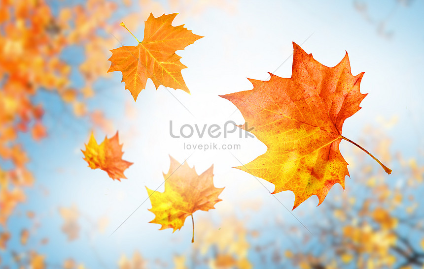 낙엽 단풍 나무 배경 사진 및 창의적인 일러스트 무료 다운로드 - Lovepik