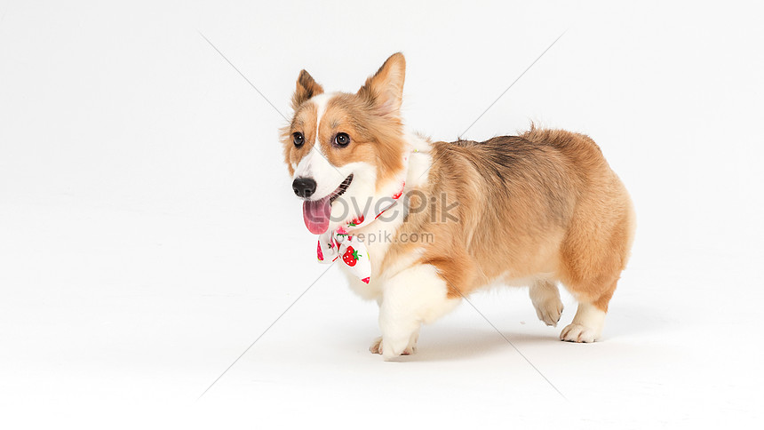 19++ Anjing corgi putih ideas