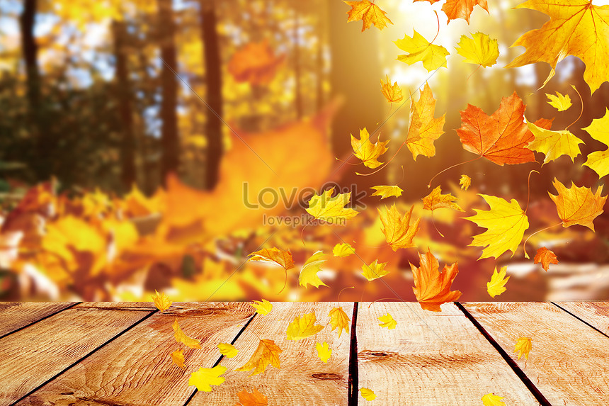 가을 낙엽이 배경 배경 사진 및 창의적인 일러스트 무료 다운로드 - Lovepik