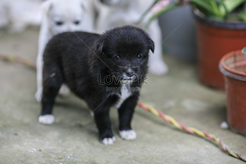 10+ Anak anjing yang baru lahir information