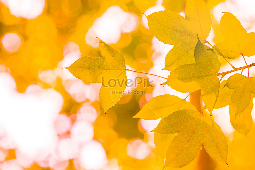 가을 풍경 배경 사진 및 창의적인 일러스트 무료 다운로드 - Lovepik