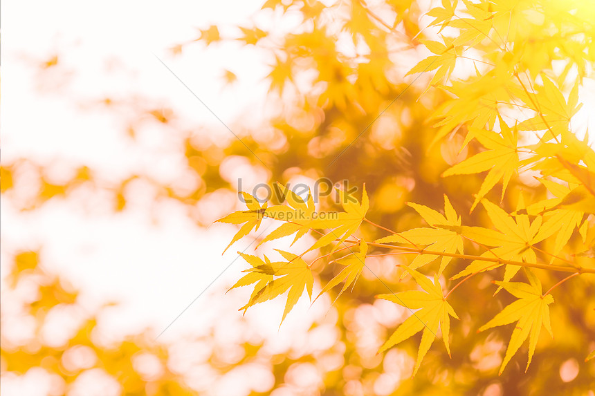 아름다운 가을 풍경 배경 사진 및 창의적인 일러스트 무료 다운로드 - Lovepik