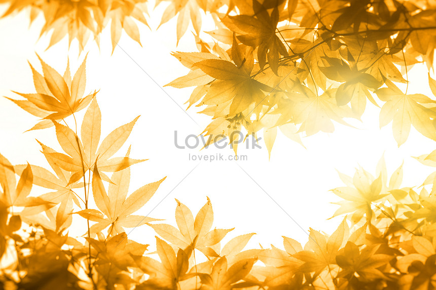 아름다운 가을 풍경 배경 사진 및 창의적인 일러스트 무료 다운로드 - Lovepik