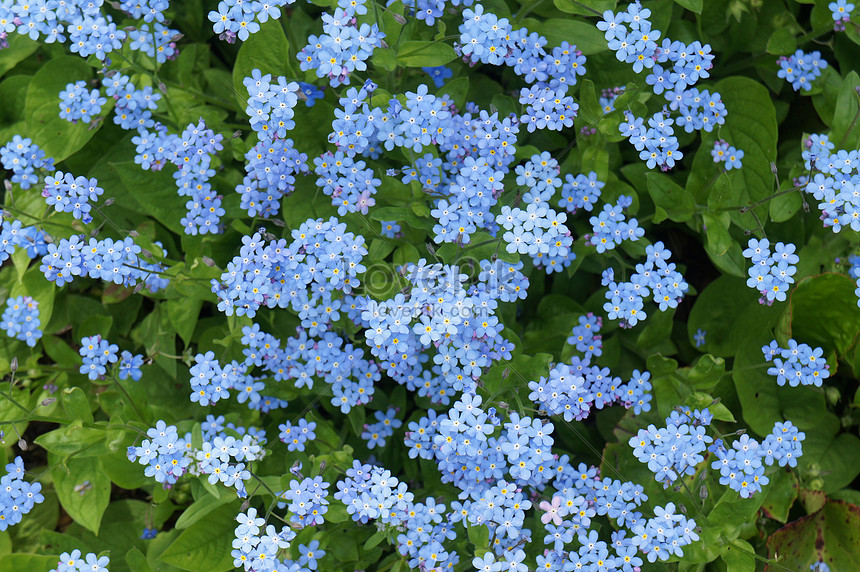 Flor Azul Pequeña Foto | Descarga Gratuita HD Imagen de Foto - Lovepik