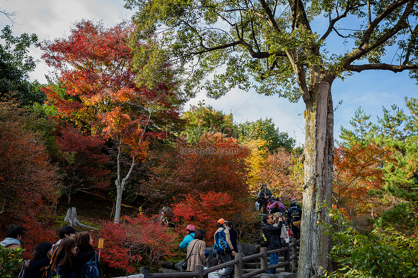 Pemandangan Jepun Autumn Korea Gambar Unduh Gratis Imej