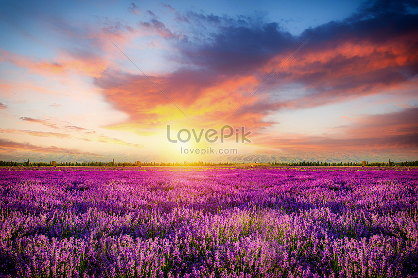 Bilder Zum Schone Blume Meer Download Kreativ Id Jpg Bilder Prf De Lovepik Com