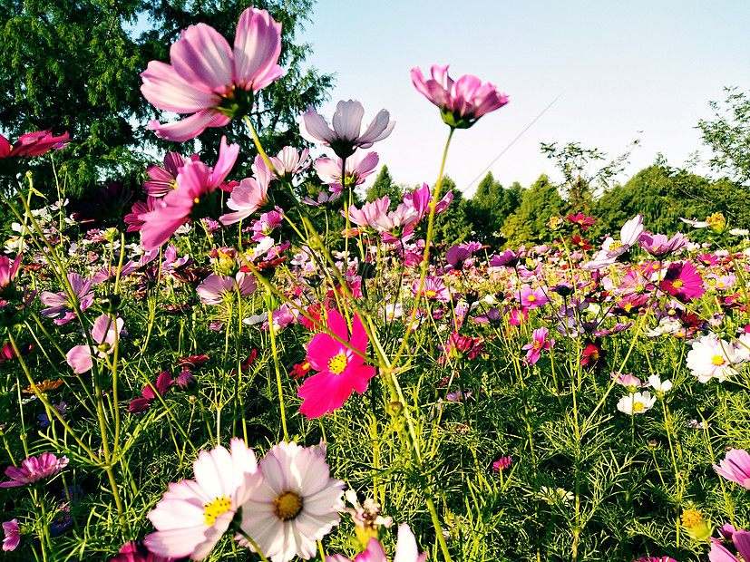 Bunga Musim Gugur Gambar Unduh Gratis Foto 501087755 Format