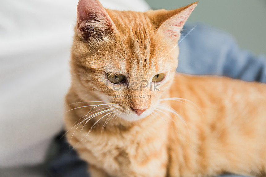 Tangerine Cat Picture And Hd Photos Free Download On Lovepik