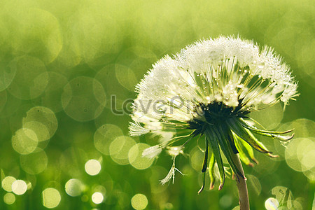 Dandelion Wallpaper Images, HD Pictures For Free Vectors & PSD Download