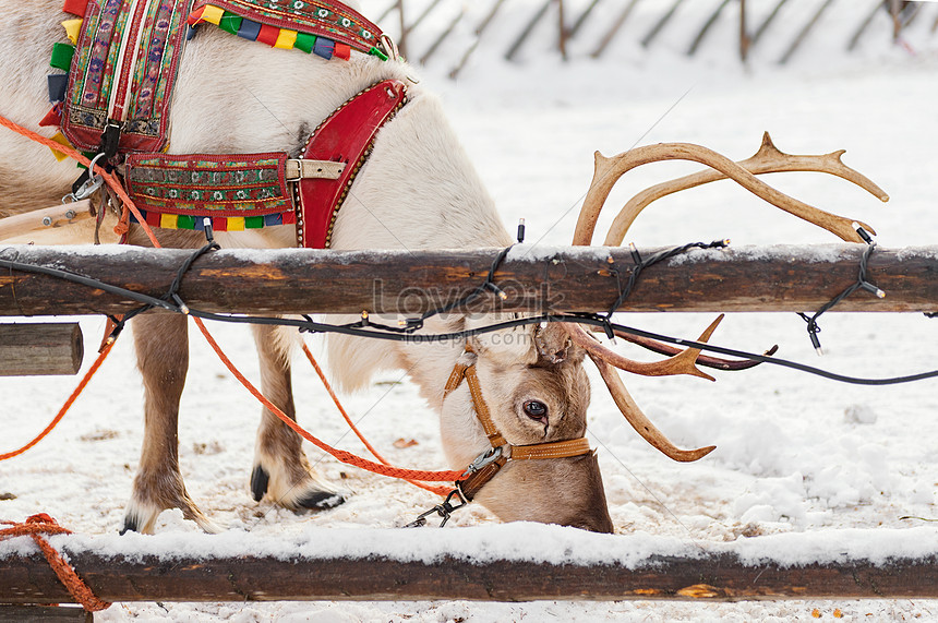 北欧フィンランドのロヴァニエミクリスマス老人村トナカイそりイメージ 写真 Id Prf画像フォーマットjpg Jp Lovepik Com