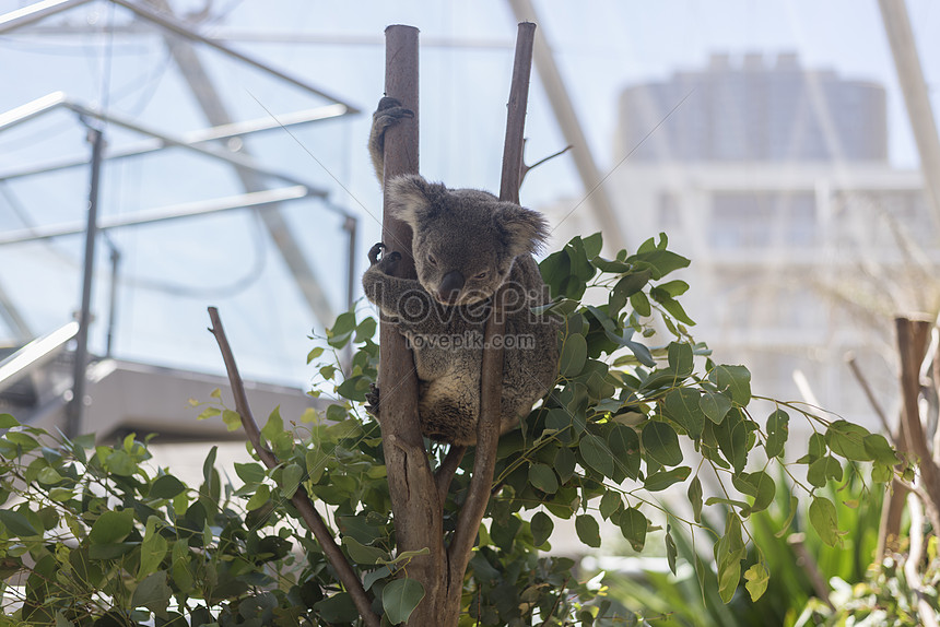 オーストラリアのシドニー動物園コアラホールイメージ 写真 Id Prf画像フォーマットjpg Jp Lovepik Com