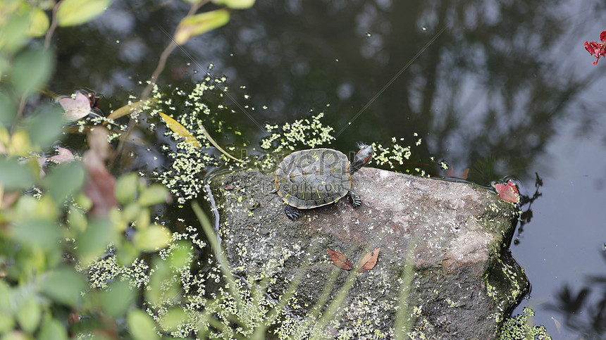 Tortoise On The Stone Picture And HD Photos | Free Download On Lovepik