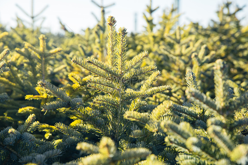 Pohon Pinus Kerdil Timur Laut Di Bawah Sinar Matahari Gambar