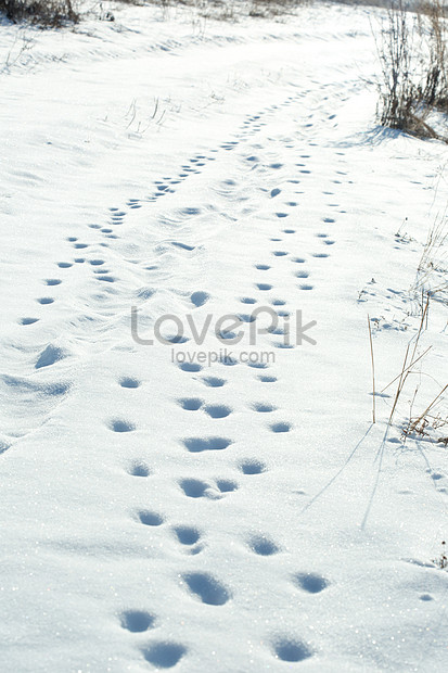 雪の動物の足跡イメージ 写真 Id Prf画像フォーマットjpg Jp Lovepik Com