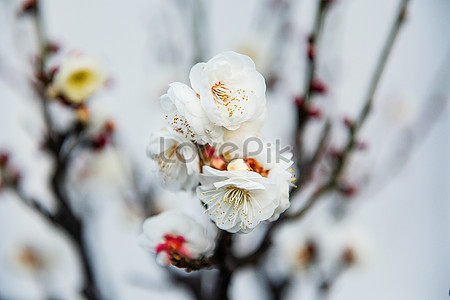 Red plum blossom photo image_picture free download 500823550_lovepik.com