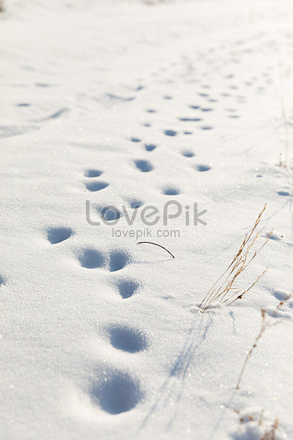 雪の中の足跡イメージ 写真 Id Prf画像フォーマットjpg Jp Lovepik Com