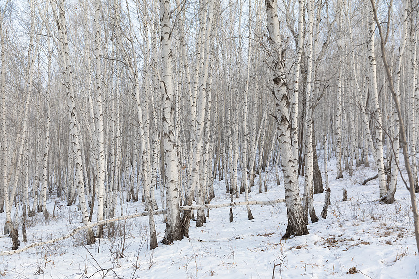 雪の中で白樺の森イメージ 写真 Id Prf画像フォーマットjpg Jp Lovepik Com