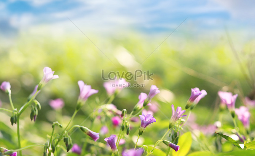 Hình nền : Hoa dại, thiên nhiên, cỏ, bông hoa màu vàng 2048x1367 -  SomeonePro99 - 1697799 - Hình nền đẹp hd - WallHere