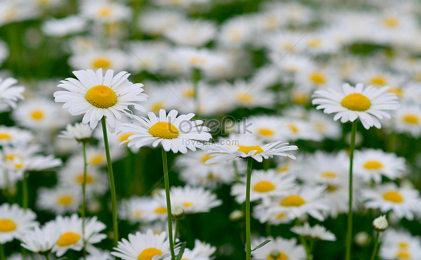 Ảnh hoa trắng là sự lựa chọn tuyệt vời để thể hiện sự đơn giản và thanh khiết. Những cánh hoa trắng tinh khiết tựa như những chiếc cánh diều mềm mại, bay lượn giữa nắng và gió. Hãy cùng ngắm nhìn những bức ảnh hoa trắng tuyệt đẹp, để trọn vẹn cảm nhận tinh túy của sự đẹp đơn giản.