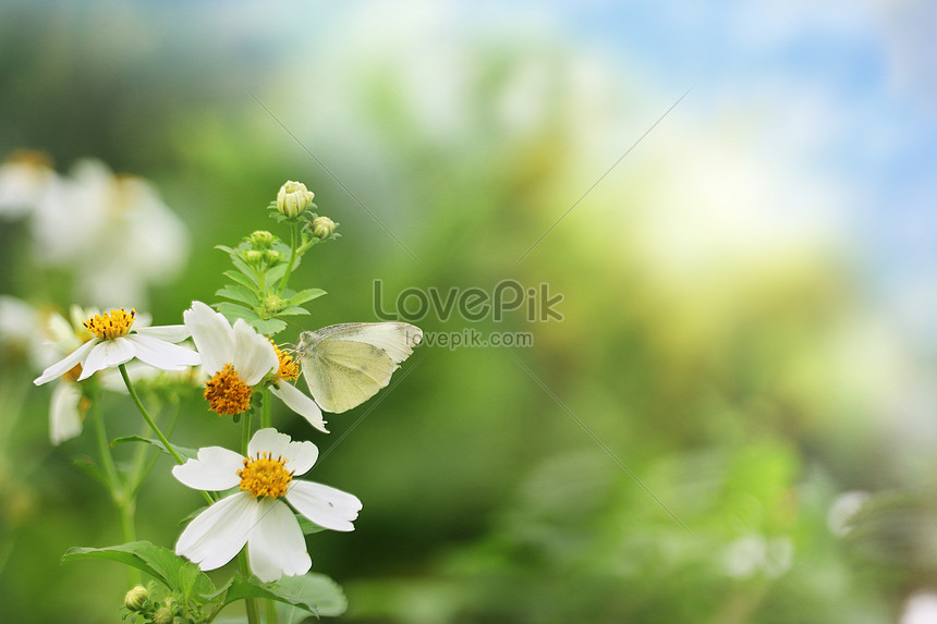 Hình Nền Mùa Xuân Tươi Sáng Tải Về Miễn Phí, Hình ảnh mùa xuân, bướm, bằng  nhau Sáng Tạo Từ Lovepik